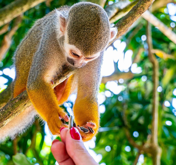 🐒 MONKEYLAND